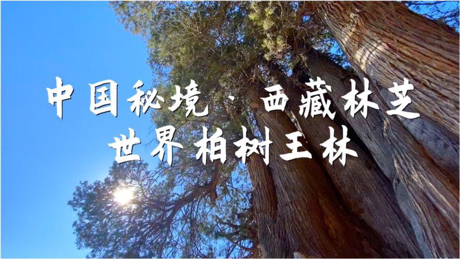 网上从国外购物被骗找谁维权游戏画面